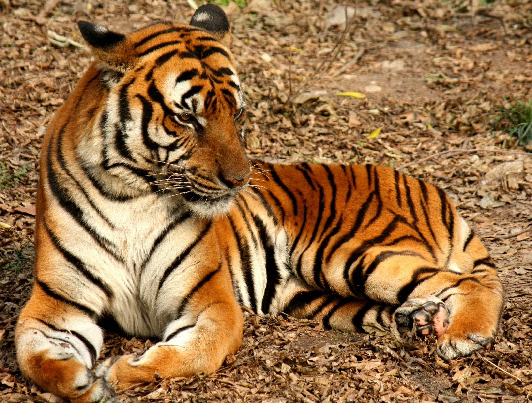 Kanha National Park 