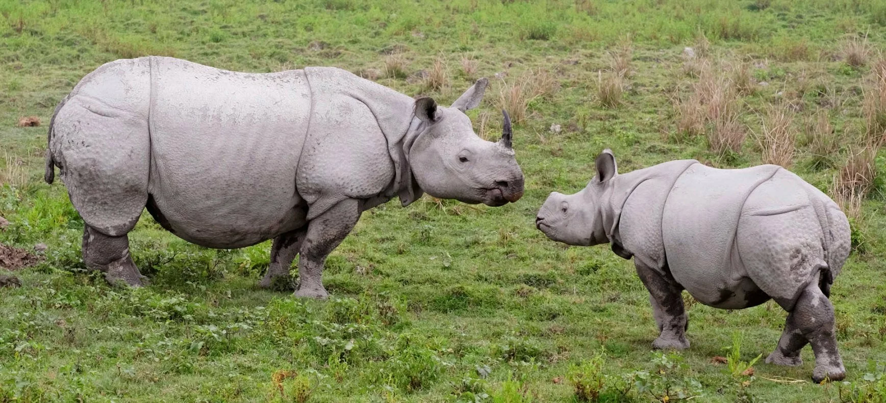 Kaziranga National Park