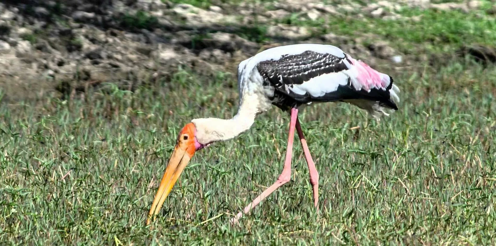 Keoladeo National Park