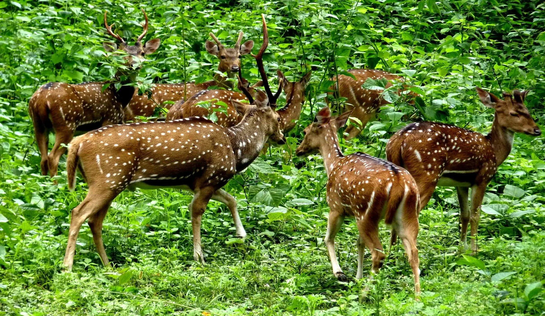 Periyar Wildlife Sanctuary