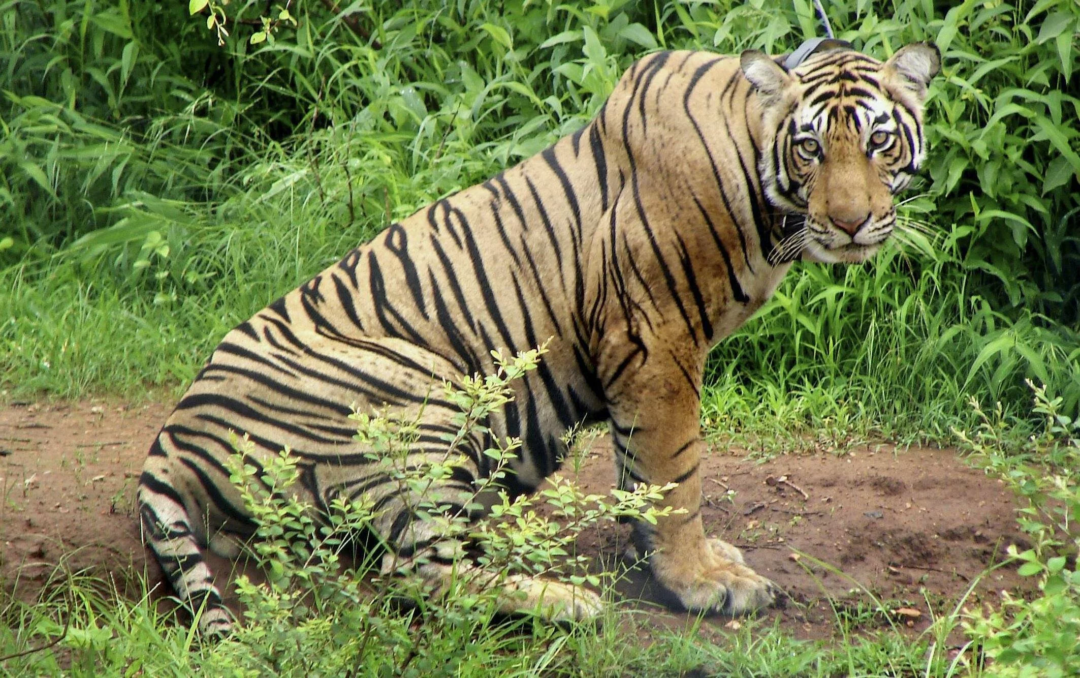 Sariska Tiger Reserve